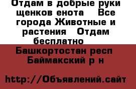 Отдам в добрые руки щенков енота. - Все города Животные и растения » Отдам бесплатно   . Башкортостан респ.,Баймакский р-н